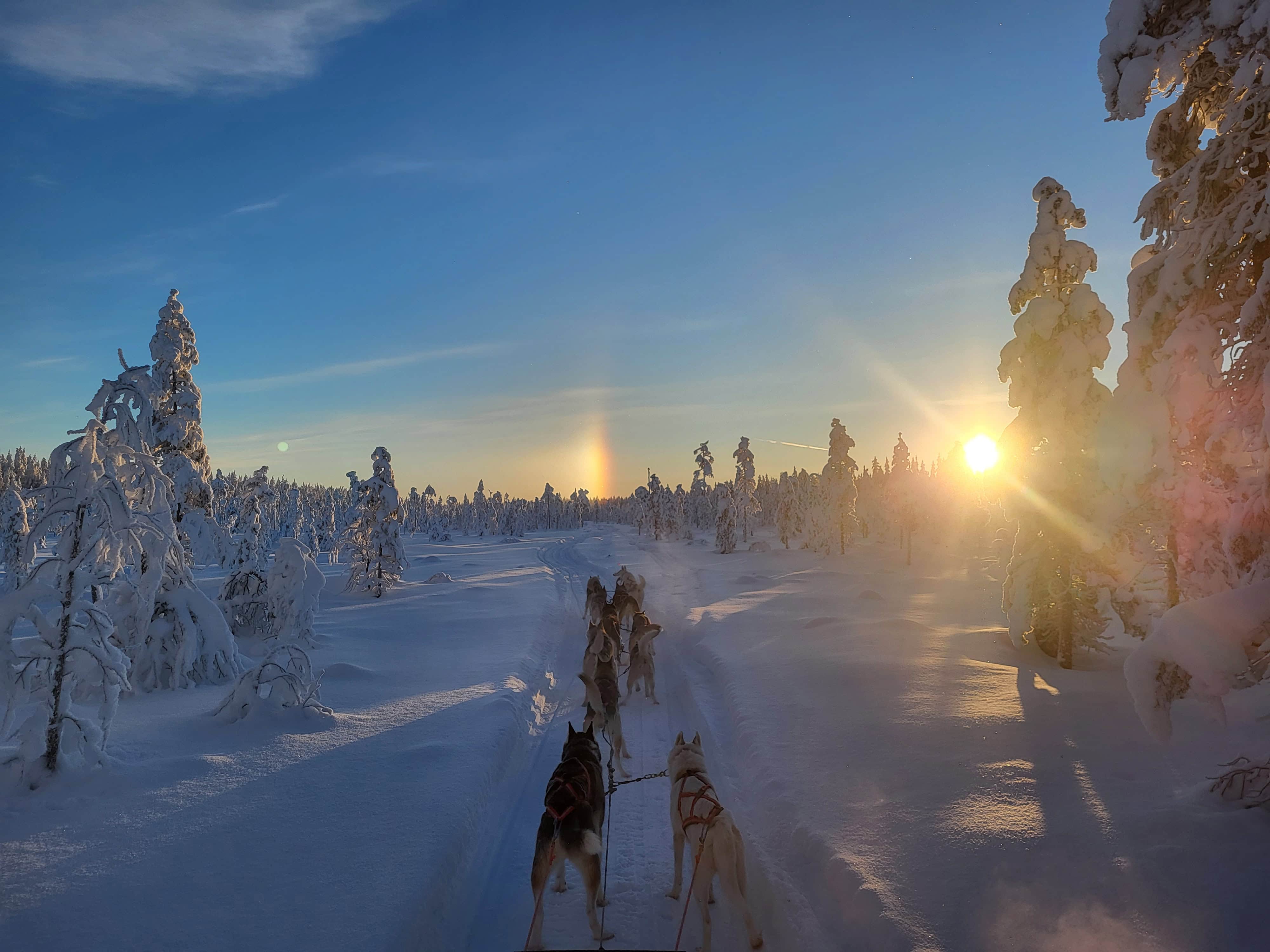 Ramis Huskies husky ranch in Lapland scenery