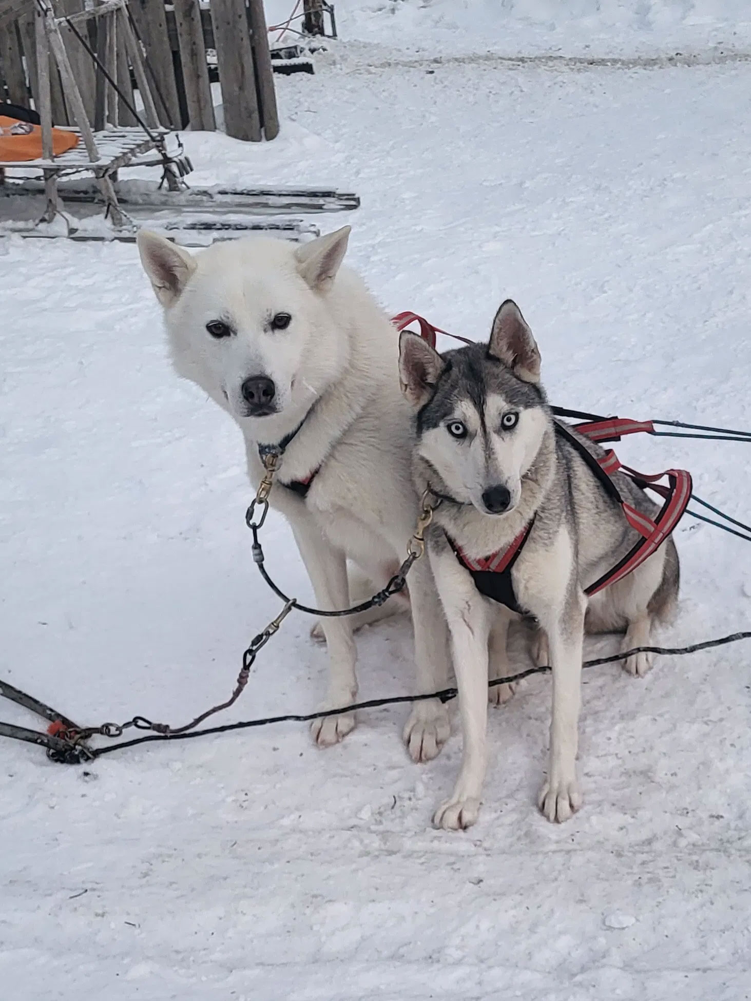 Ramis Huskies two huskies waiting for safari to start